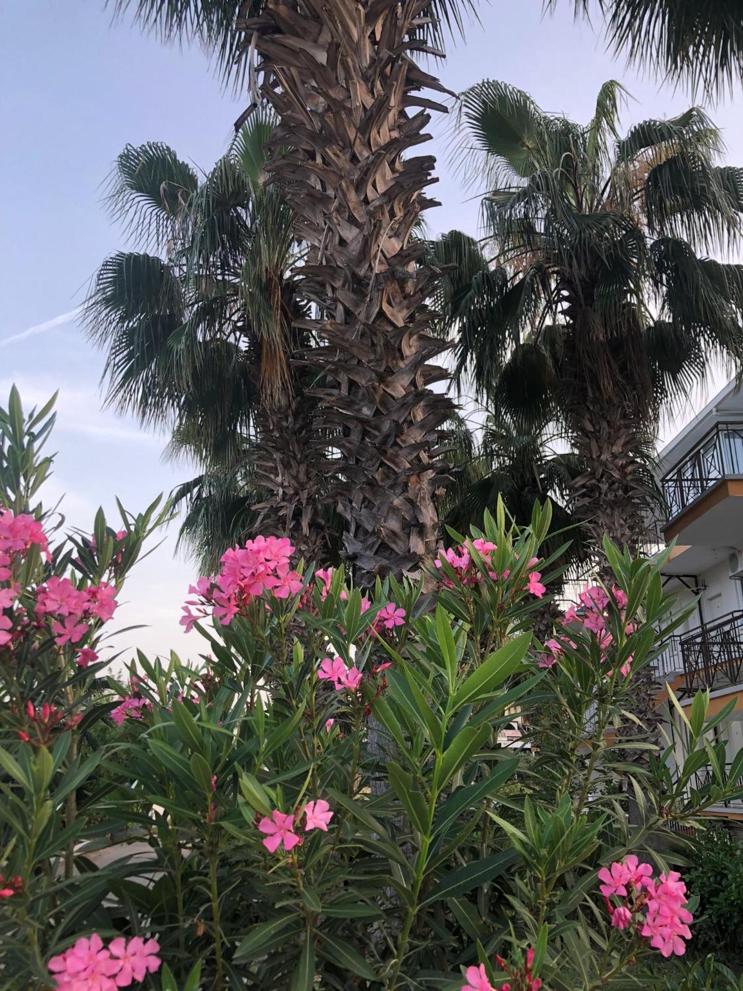 Mina Grand Hotel Kemer Esterno foto